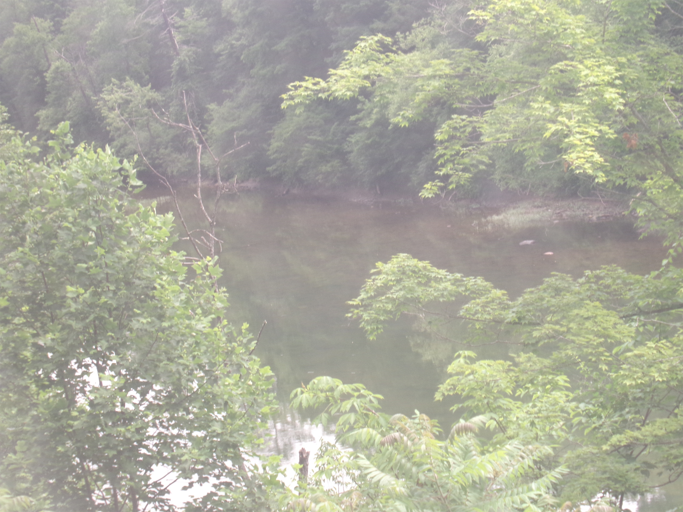 Creek in Virginia